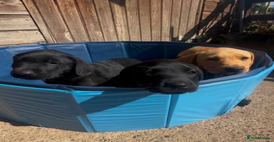 Labrador Retriever dogs - Advert 1