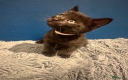 Bengal cats for sale: Queen boo 💕❤️ - Image 22