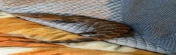 Skink reptiles for sale: Ernie the Blue tongued skink  - Advert 13