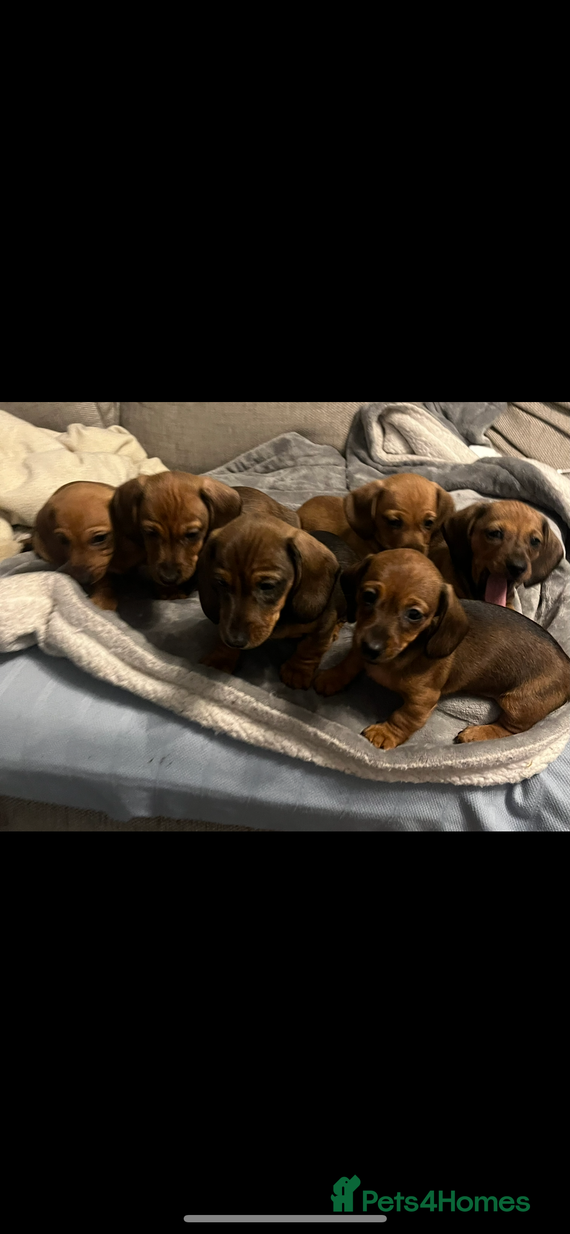 Dachshund dogs Red shaded dachshund puppies  - Advert 10