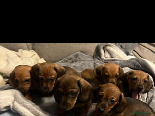 Dachshund dogs Red shaded dachshund puppies - Advert 12