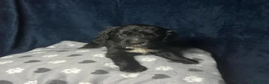 Black Female White Chest 