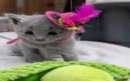 Russian Blue cats for sale: RB kittens Pedigree London  - Image 7