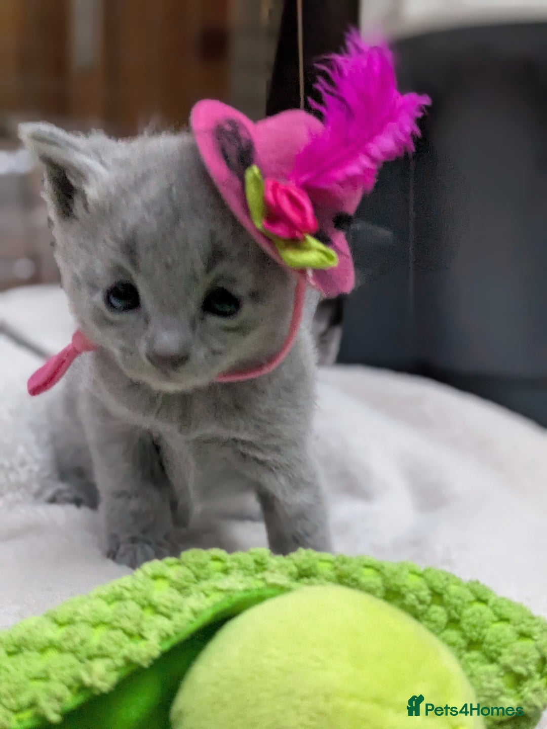 Russian Blue cats for sale: RB kittens Pedigree London  - Image 7