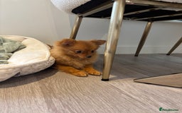 Pomeranian dogs for sale: Beautiful 6-Month-Old Pomeranian Girl for Sale  - Image 14