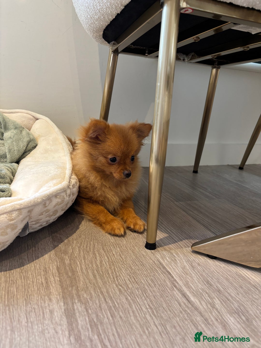 Pomeranian dogs for sale: Beautiful 6-Month-Old Pomeranian Girl for Sale  - Image 14