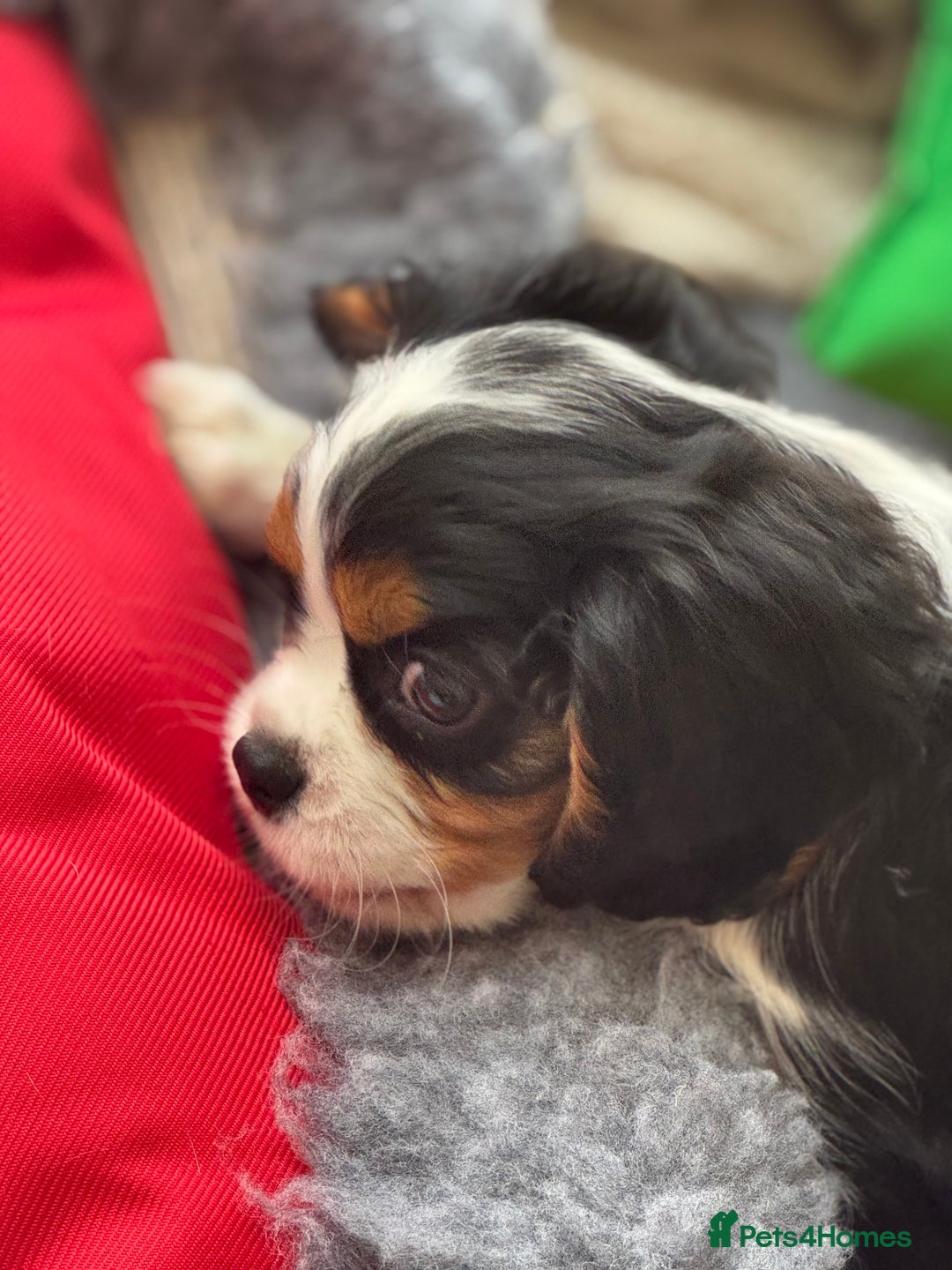 Cavalier King Charles Spaniel dogs for sale: One TRI GIRL just become available !  - Image 6