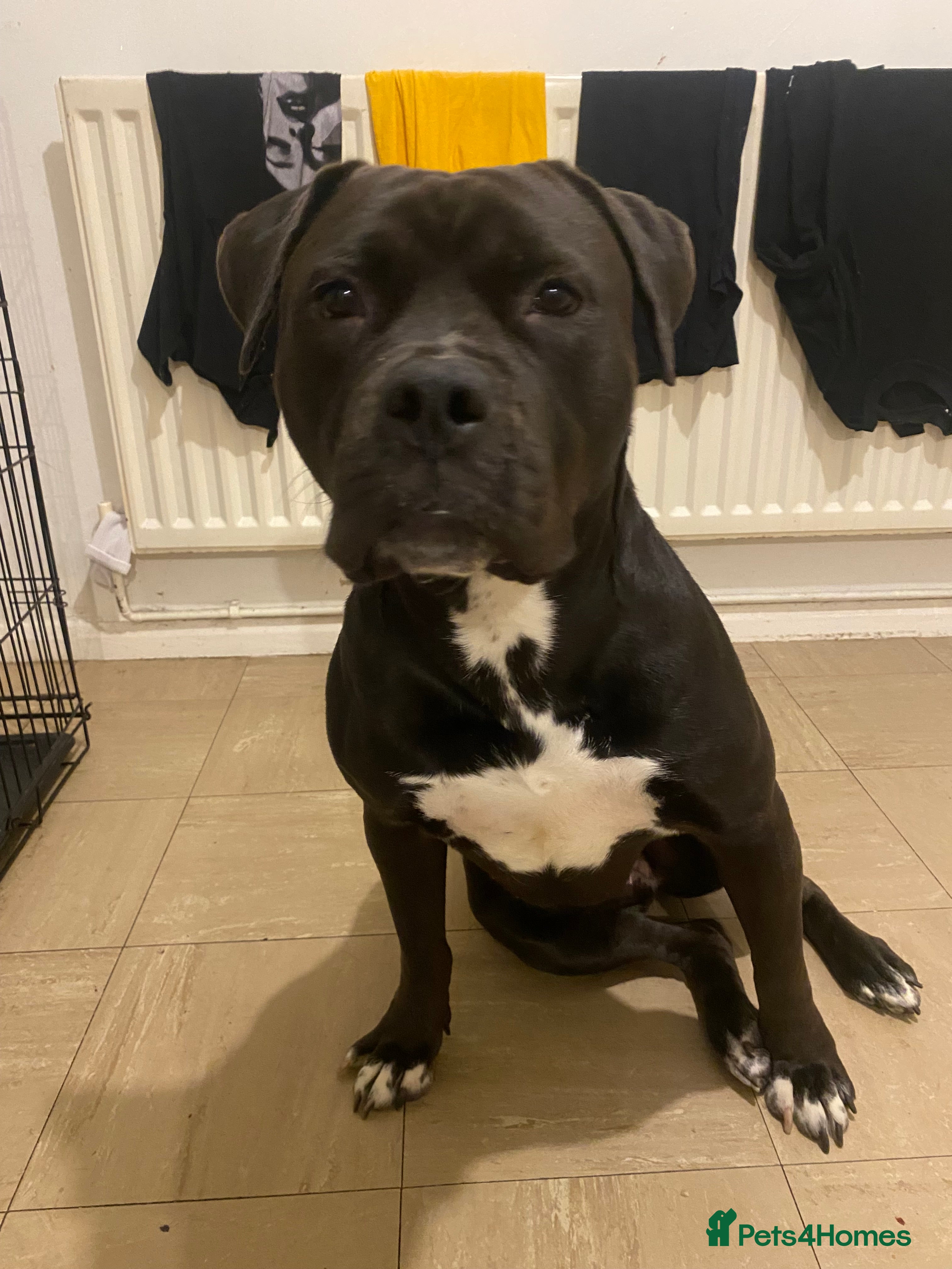 Mixed Breed dogs Roxy (mastiff x Rottweiler) - Advert 2