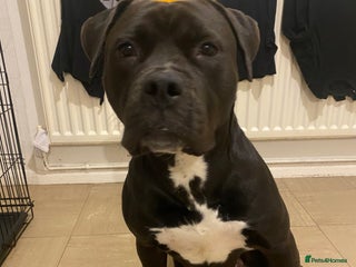 Mixed Breed dogs Roxy (mastiff x Rottweiler) - Advert 15