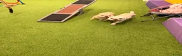 French Bulldog dogs for sale: 7 month old french bulldog  - Advert 4