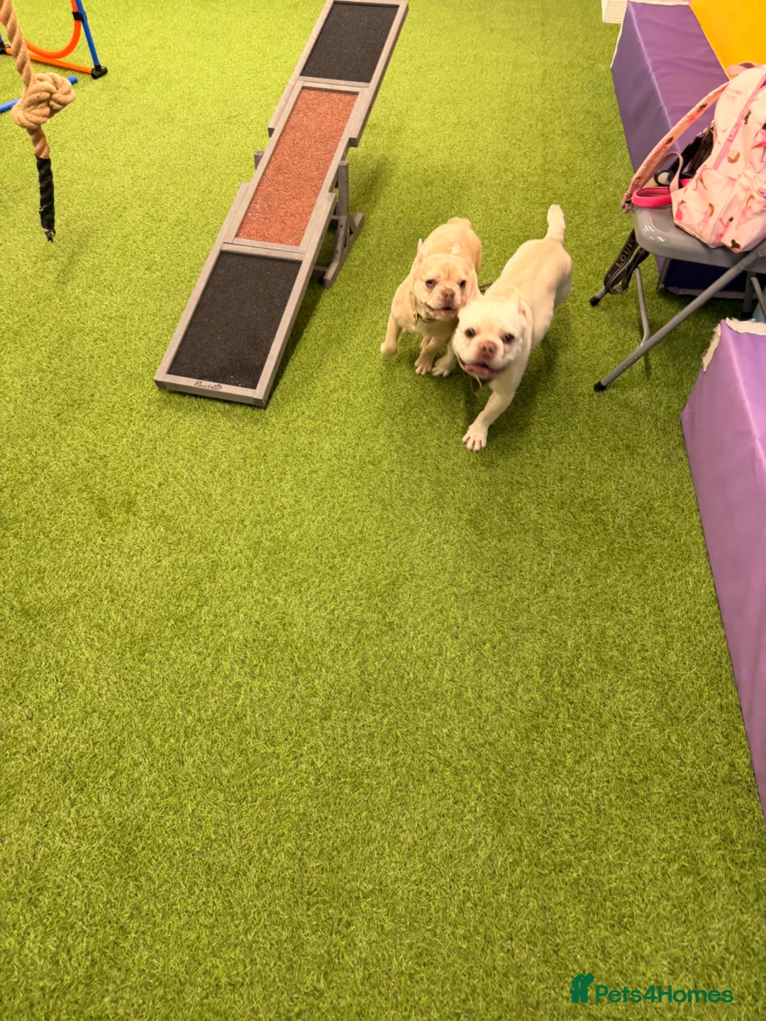French Bulldog dogs for sale: 7 month old french bulldog  - Advert 4