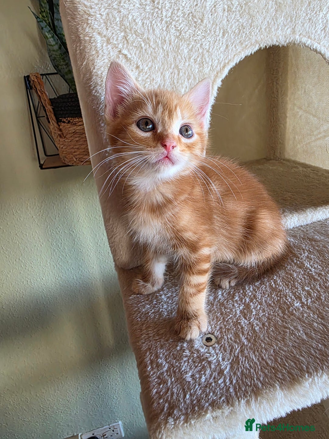 Domestic Shorthair cats for sale: Four sweet little flufflets - Image 13