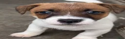 Jack Russell dogs for sale: Bred From Health Tested Parents - Advert 20