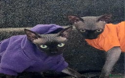 Sphynx cats for sale: 6 Lovely Canadian Sphynx kittens - Image 28
