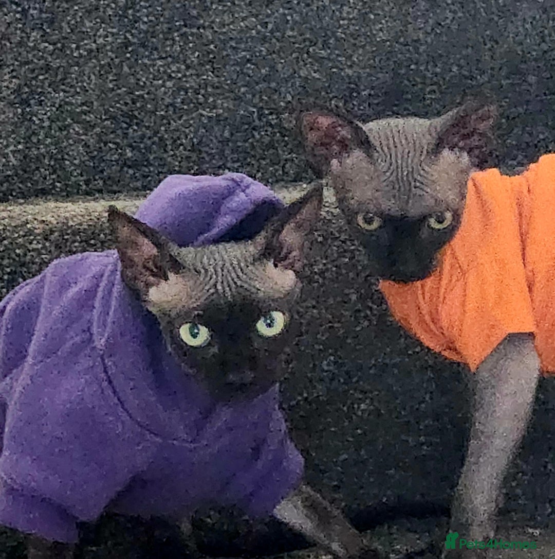 Sphynx cats for sale: 6 Lovely Canadian Sphynx kittens - Image 28