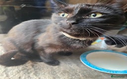 Domestic Shorthair cats for sale: Cute little domestic kittens  - Image 8