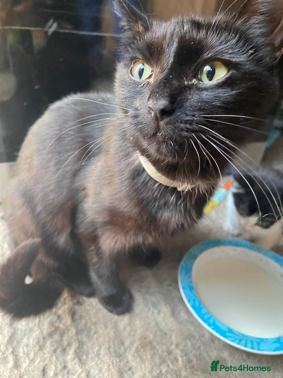 Domestic Shorthair cats for sale: Cute little domestic kittens  - Image 8