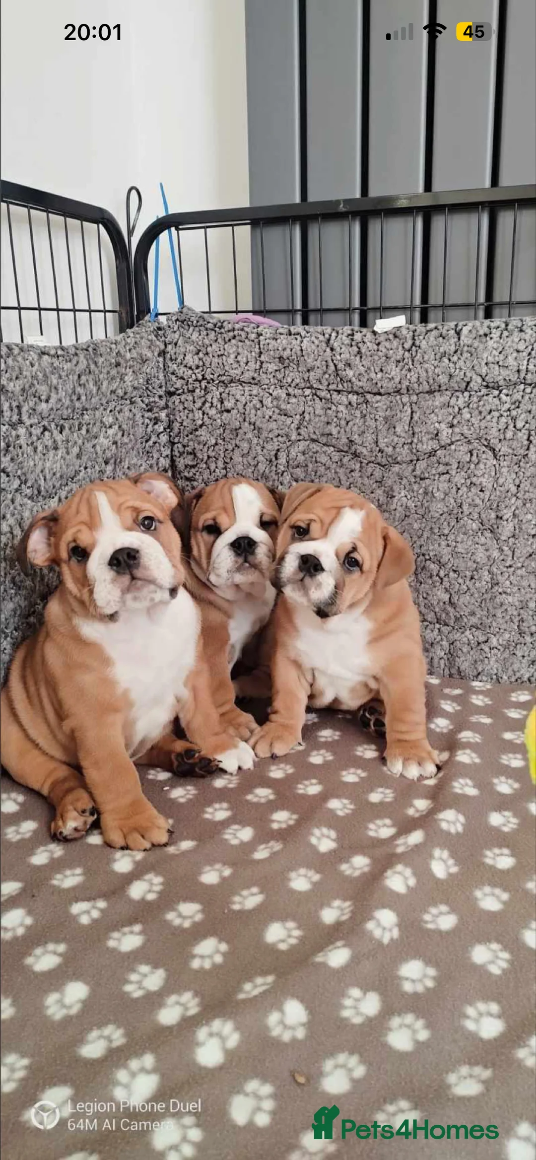 English Bulldog dogs for stud: Our Stunning English Bulldog Carter  in York - Advert 24