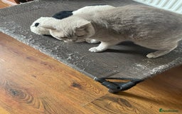 British Shorthair cats for sale: Beautiful British blue Kittens in Sheffield - Image 8