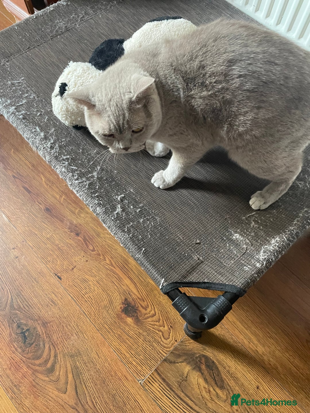 British Shorthair cats for sale: Beautiful British blue Kittens in Sheffield - Image 8