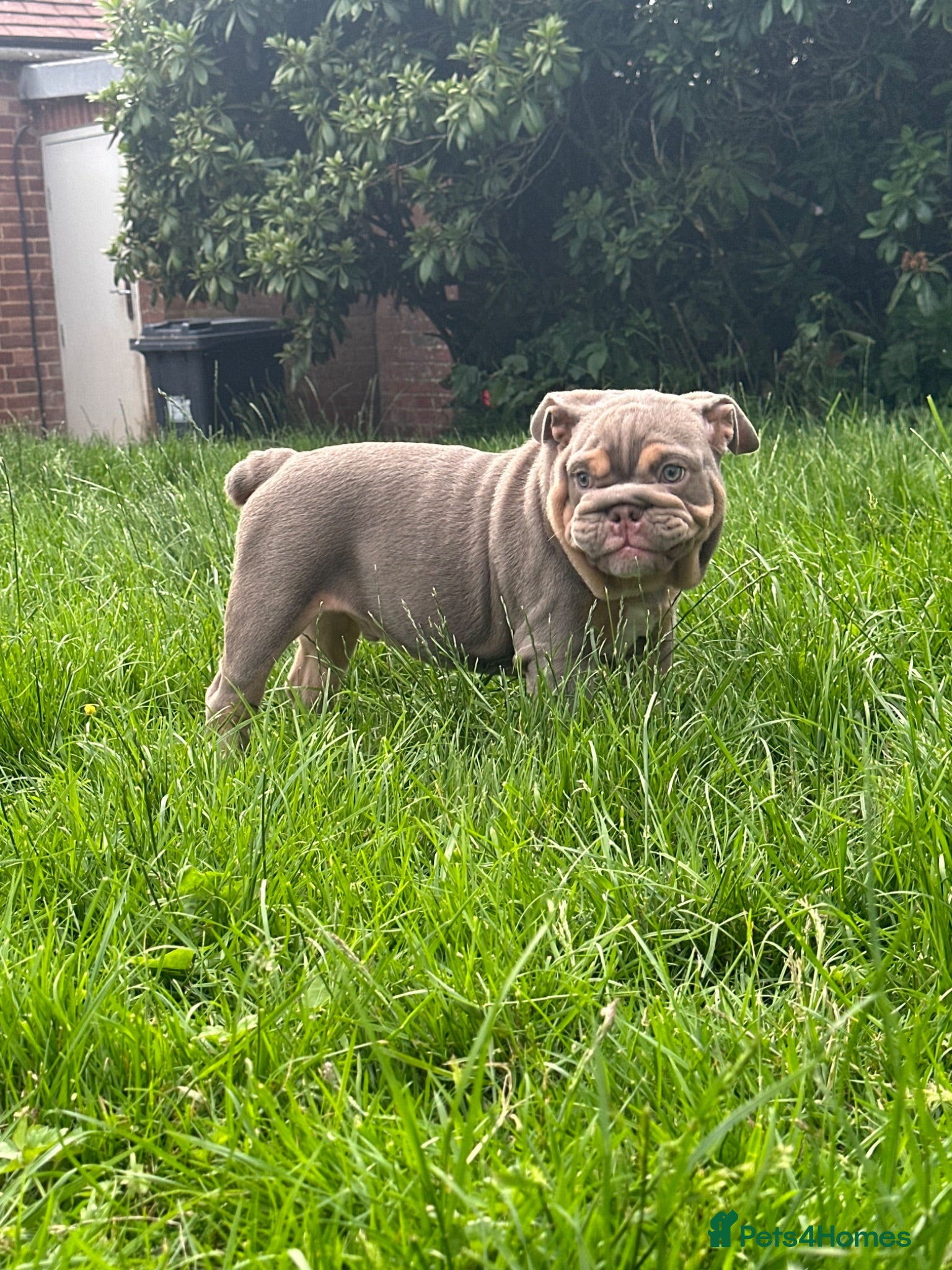 English Bulldog dogs Premium KC Registered English Bulldog Puppies   - Advert 2