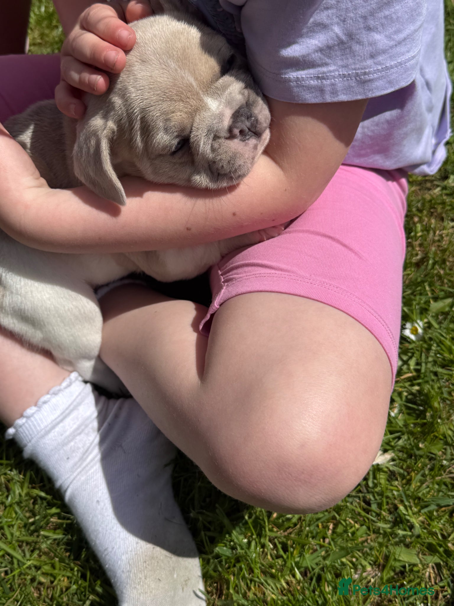 French Bulldog dogs French Bulldog Puppies 3 Female  - Advert 4