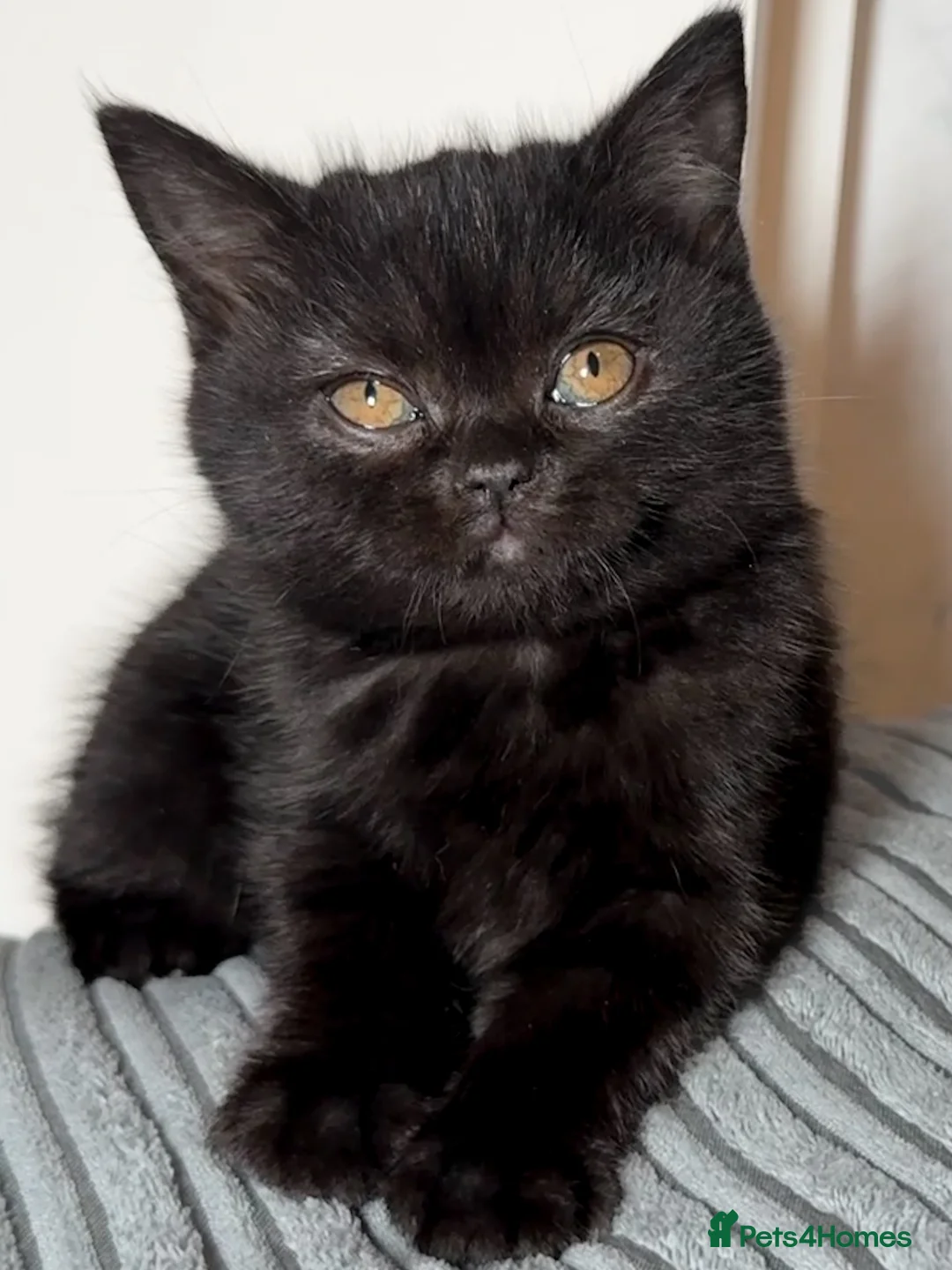 British Shorthair cats for sale: Cinnamon carrier kittens  - Advert 3