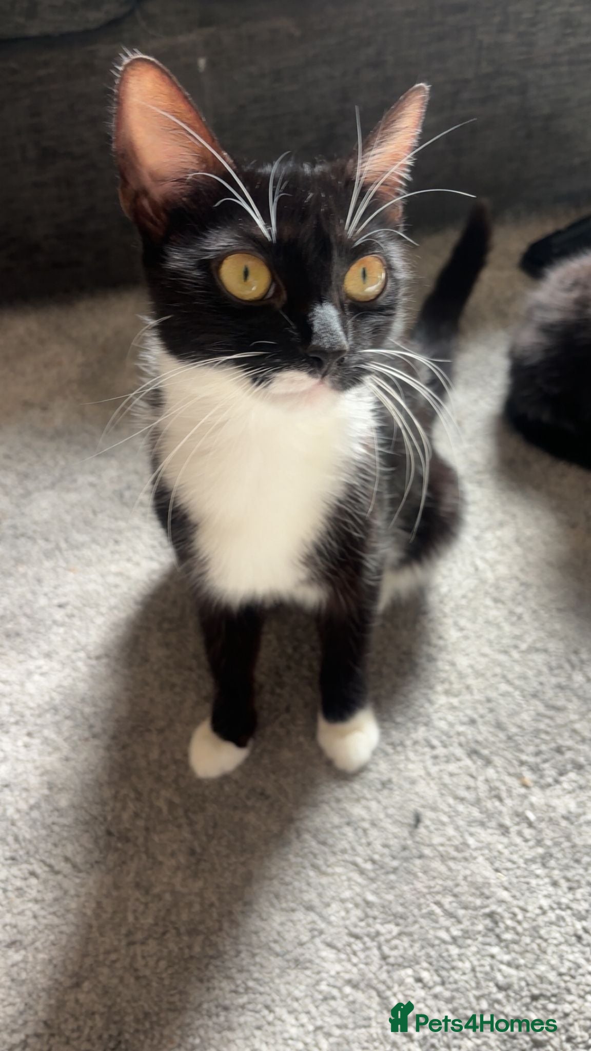 Domestic Shorthair cats Family - Advert 1