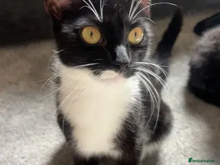 Domestic Shorthair cats Family - Advert 1