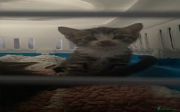 Mixed Breed cats for sale: Kittens for sale  - Image 9