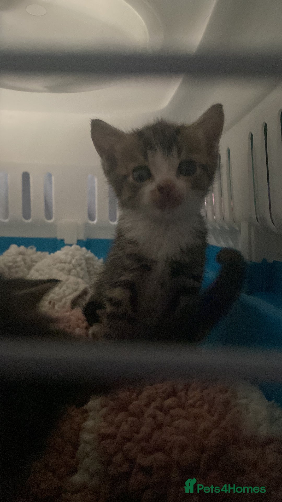 Mixed Breed cats for sale: Kittens for sale  - Image 9