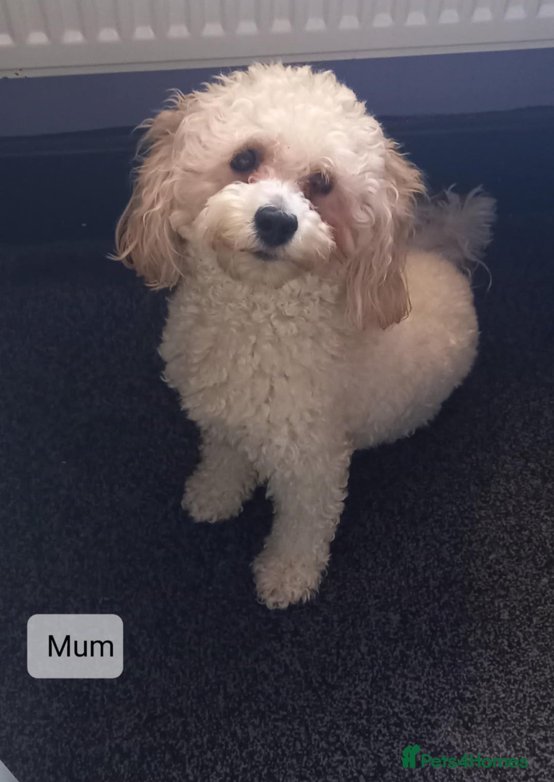 Poochon dogs for sale: Poochon Puppies - Advert 3