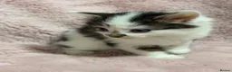 Mixed Breed cats for sale: 4 Beautiful kittens for sale  in Bracknell - Advert 12
