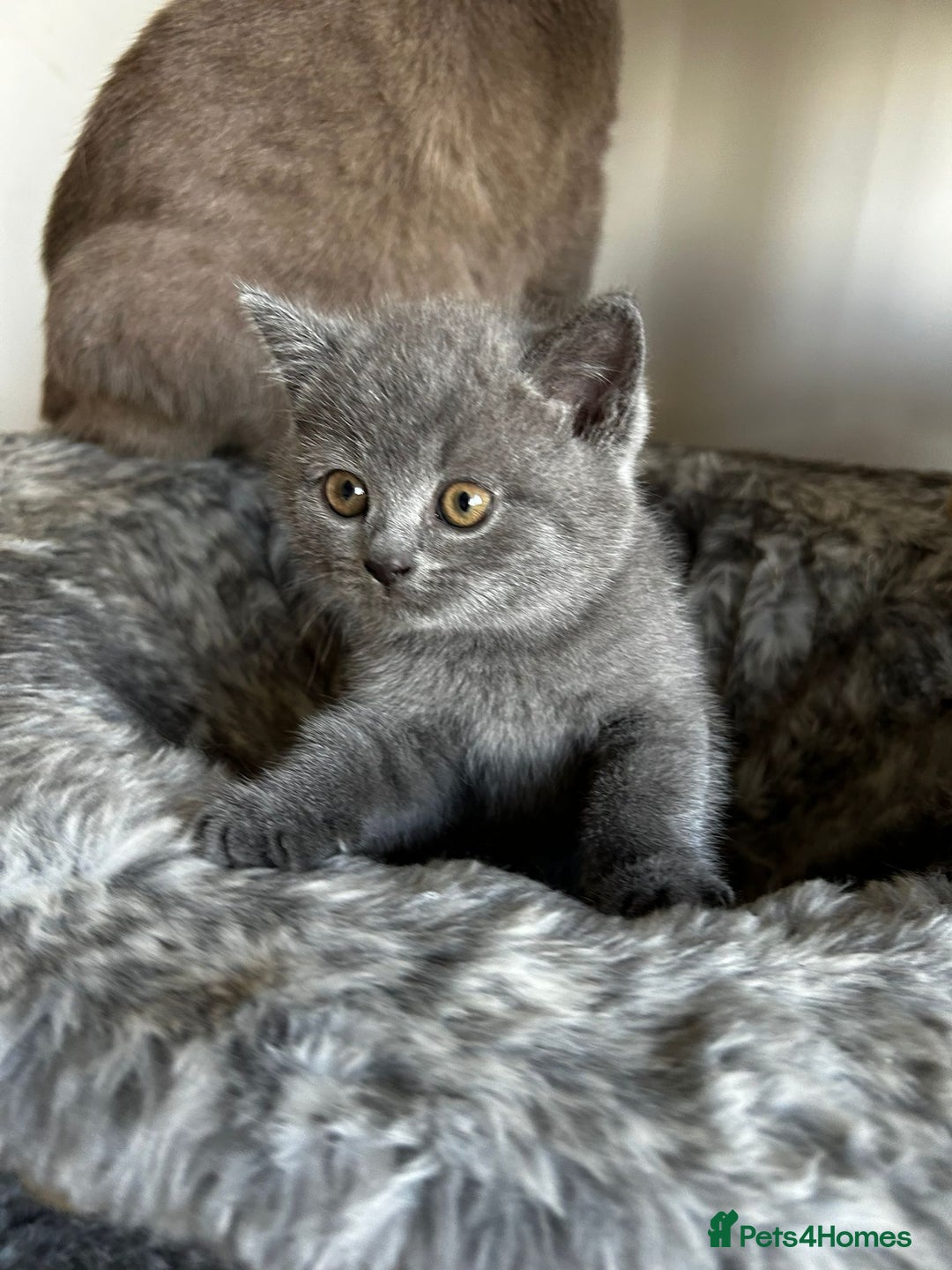 Scottish Fold cats for sale: Scottish Straight, Blue.  - Image 7