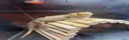 Bearded Dragon reptiles for sale: Bearded dragons  in Newport - Advert 3