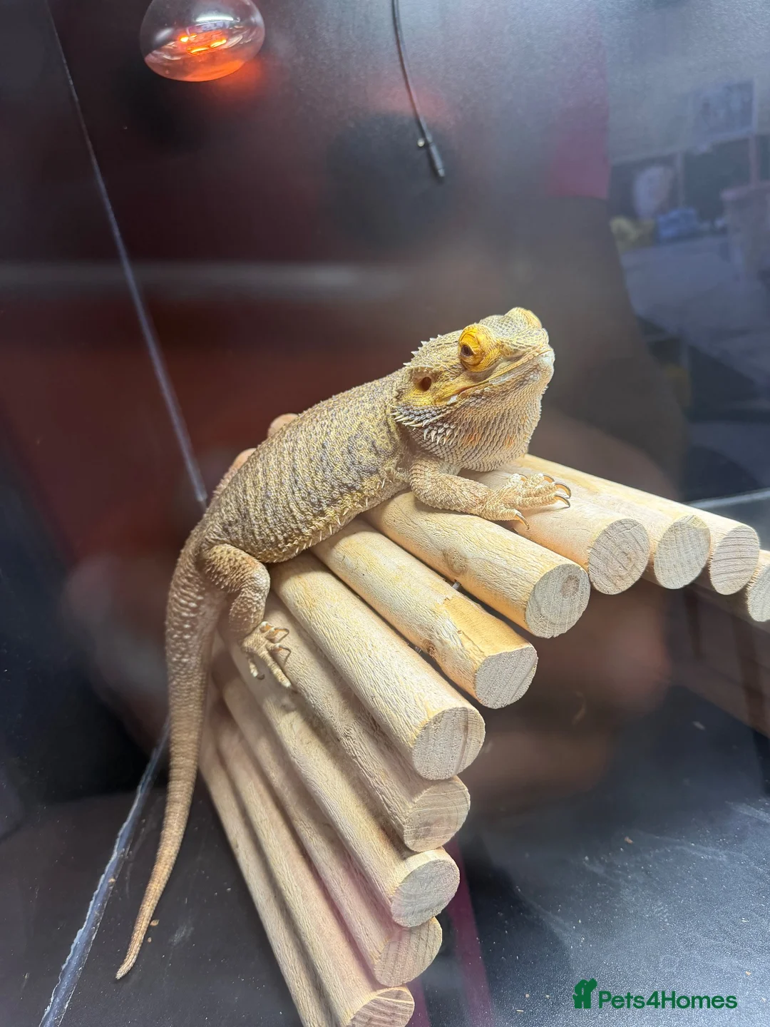 Bearded Dragon reptiles for sale: Bearded dragons  in Newport - Advert 3