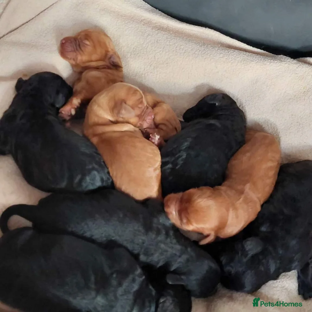 Miniature Poodle dogs for stud: Red K.C reg Miniature Poodle 4 Stud HEALTH TESTED in Chesterfield - Advert 8