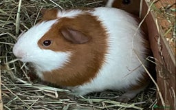 Guinea Pig rodents for sale: Gorgeous mix of baby piggies  - Image 6