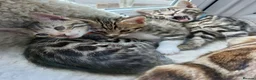 Mixed Breed cats for sale: Mixed/ x tabby/ half bengal kittens💙🧡💚 - Advert 3