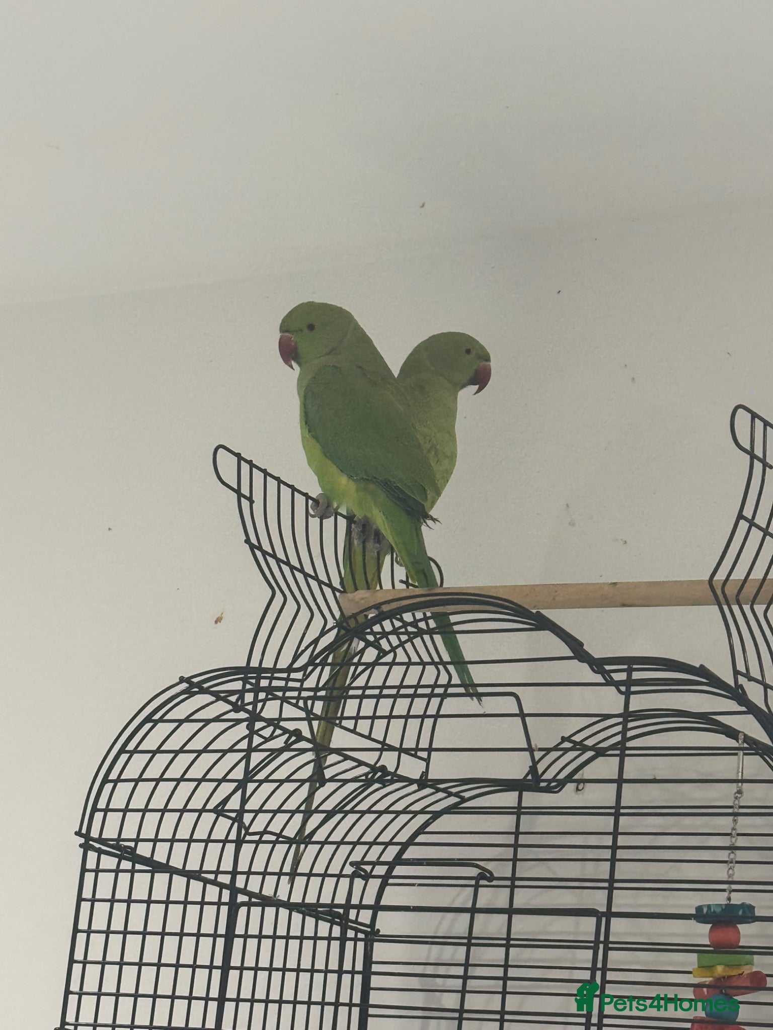 Parrots birds indian ringneck pair - Advert 3