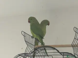 Parrots birds indian ringneck pair - Advert 8