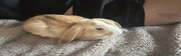 English Lop rabbits for sale: Strawberry Blonde lop ear bunny ! 🍓 - Advert 3