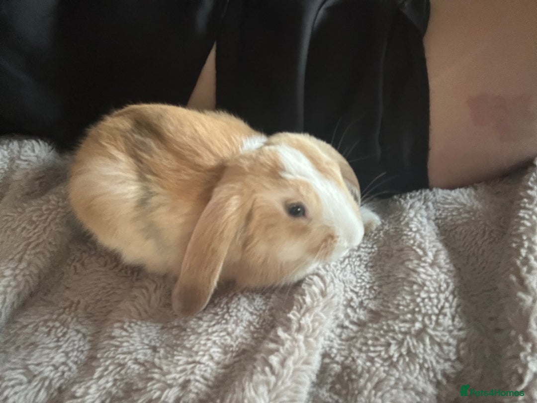 English Lop rabbits for sale: Strawberry Blonde lop ear bunny ! 🍓 - Advert 3