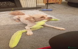 Cavapoo dogs for sale: Cavapoo male for sale - Image 2