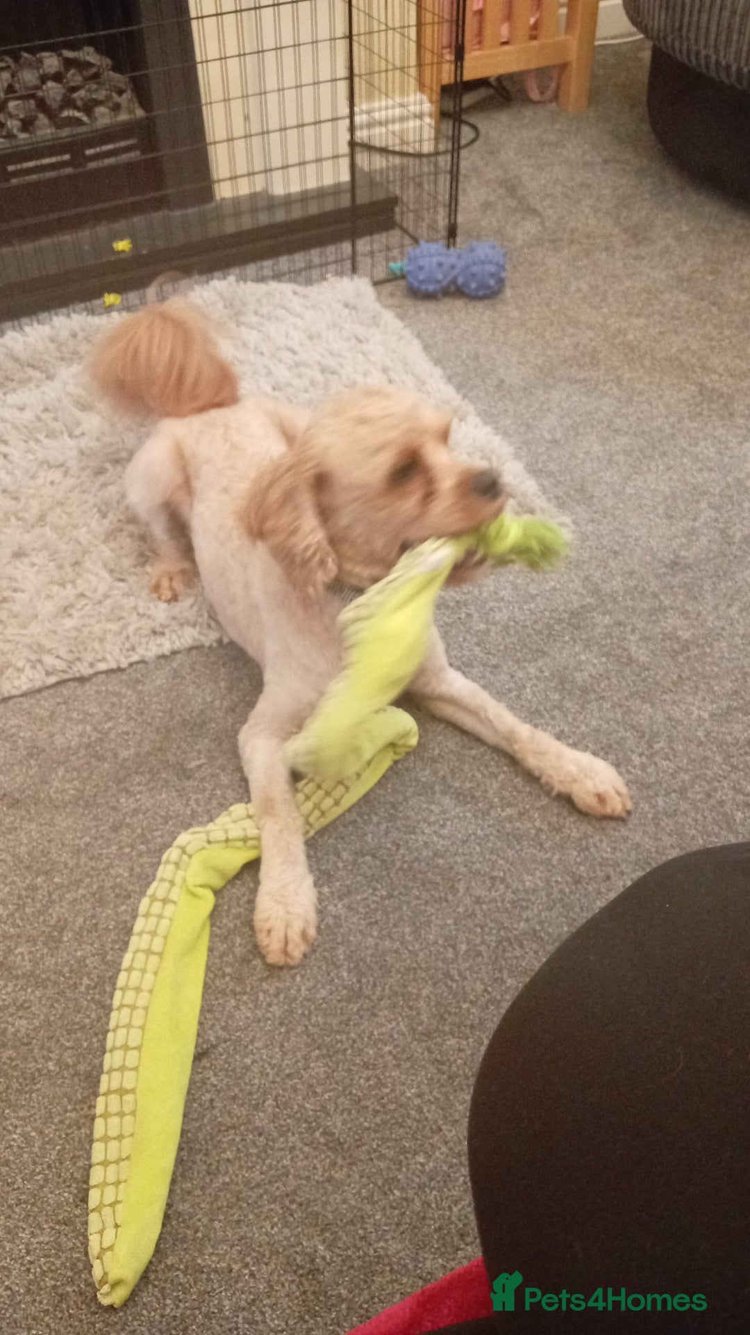 Cavapoo dogs for sale: Cavapoo male for sale - Image 2