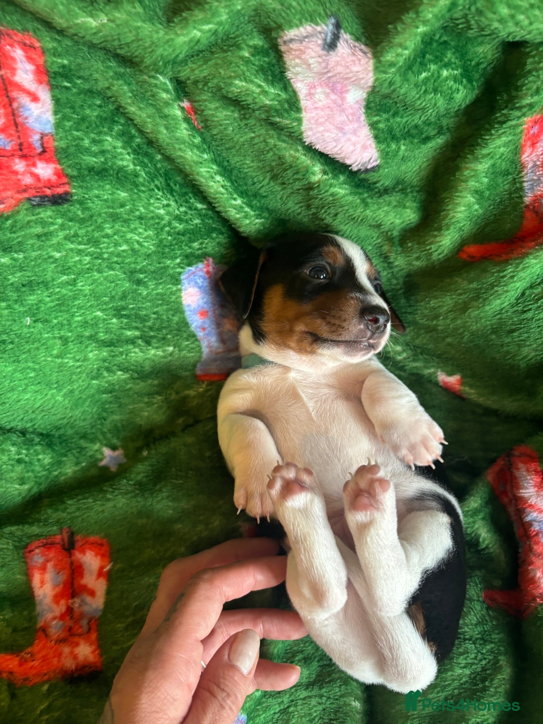 Miniature Dachshund dogs for sale: Dachshund x Jack Russell puppies (Jackshund) - Image 17