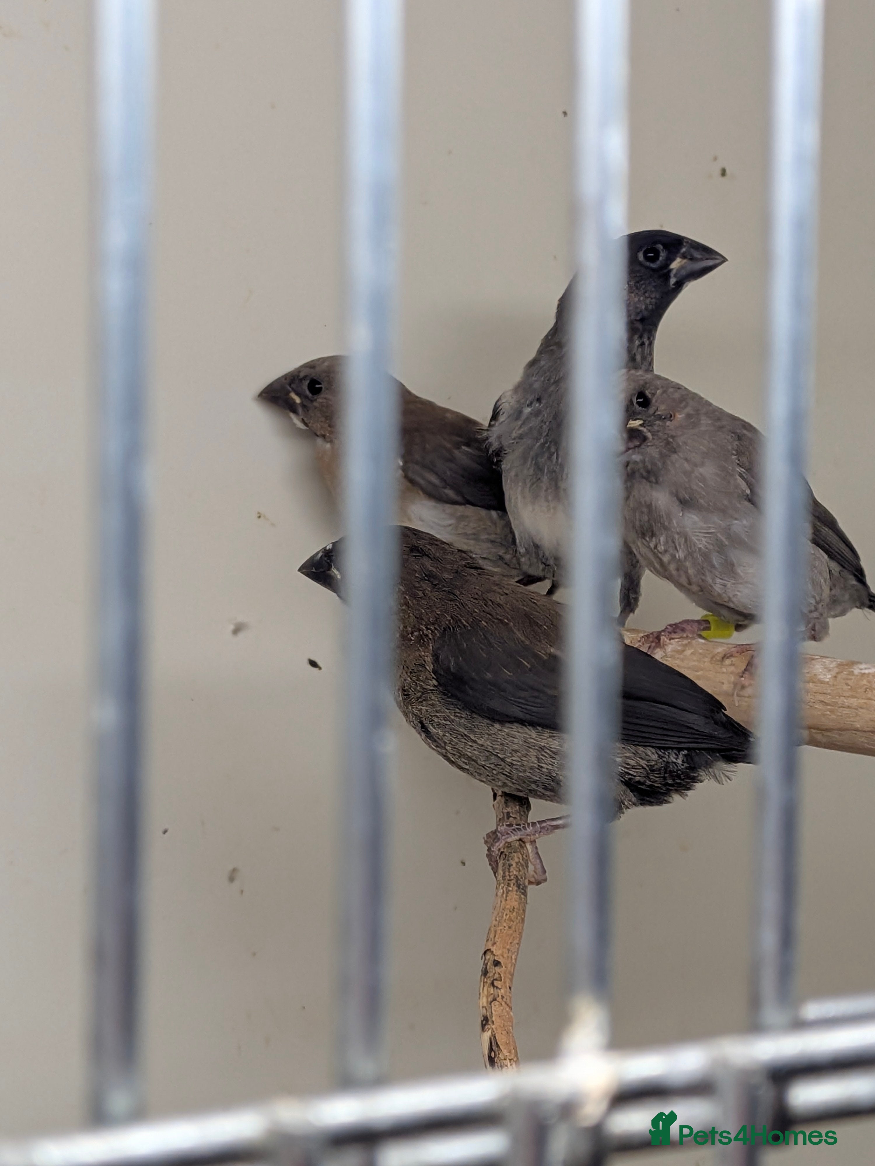 Finches birds Mixed Society finches - Advert 1