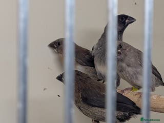 Finches birds Mixed Society finches - Advert 1