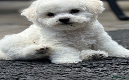 Bichon Frise dogs for sale: KC Bichon Frise puppies in Northampton - Image 1