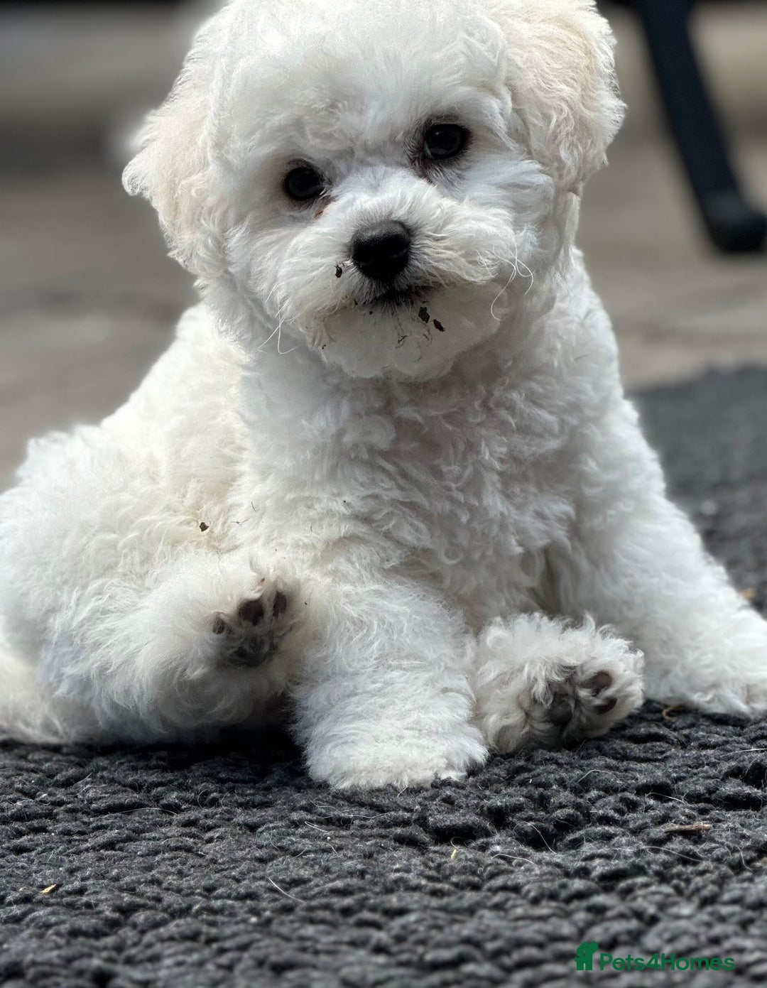 Bichon Frise dogs for sale: KC Bichon Frise puppies in Northampton - Image 1